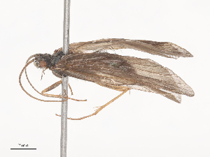  ( - CBG-A44412-D10)  @11 [ ] CreativeCommons - Attribution Share - Alike (2024) CBG Photography Group Centre for Biodiversity Genomics