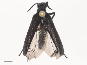  ( - CBG-A44412-E11)  @11 [ ] CreativeCommons - Attribution Share - Alike (2024) CBG Photography Group Centre for Biodiversity Genomics