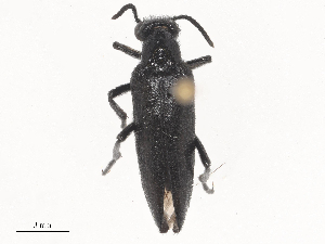  ( - CBG-A44412-F02)  @11 [ ] CreativeCommons - Attribution Share - Alike (2024) CBG Photography Group Centre for Biodiversity Genomics