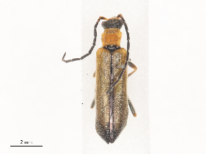  ( - CBG-A44438-C12)  @11 [ ] CreativeCommons - Attribution Share - Alike (2024) CBG Photography Group Centre for Biodiversity Genomics