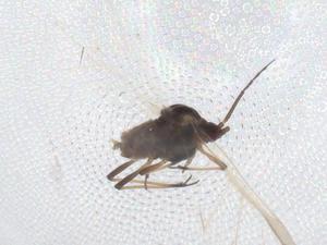  ( - CBG-A44449-C11)  @11 [ ] CreativeCommons - Attribution Share - Alike (2024) Centre for Biodiversity Genomics Centre for Biodiversity Genomics