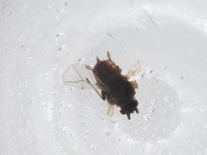  ( - CBG-A44471-D04)  @11 [ ] CreativeCommons - Attribution Share - Alike (2024) Centre for Biodiversity Genomics Centre for Biodiversity Genomics