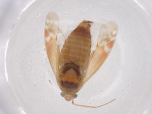  ( - CBG-A44821-G06)  @11 [ ] CreativeCommons - Attribution Share - Alike (2024) Centre for Biodiversity Genomics Centre for Biodiversity Genomics