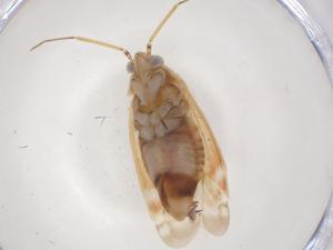  ( - CBG-A44822-F08)  @11 [ ] CreativeCommons - Attribution Share - Alike (2024) Centre for Biodiversity Genomics Centre for Biodiversity Genomics