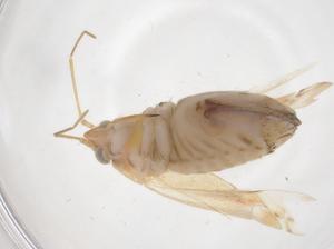  ( - CBG-A44822-H11)  @11 [ ] CreativeCommons - Attribution Share - Alike (2024) Centre for Biodiversity Genomics Centre for Biodiversity Genomics