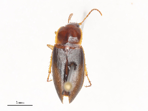  ( - CBG-A45172-C10)  @11 [ ] CreativeCommons - Attribution Share - Alike (2024) CBG Photography Group Centre for Biodiversity Genomics