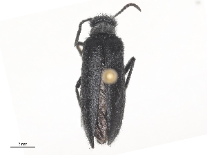  ( - CBG-A45174-E04)  @11 [ ] CreativeCommons - Attribution Share - Alike (2024) CBG Photography Group Centre for Biodiversity Genomics