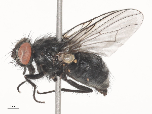  ( - CBG-A45176-F06)  @11 [ ] CreativeCommons - Attribution Share - Alike (2024) CBG Photography Group Centre for Biodiversity Genomics