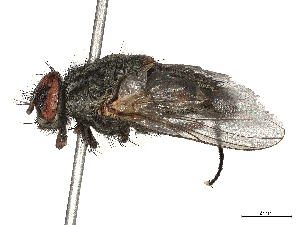  ( - CBG-A45209-B09)  @11 [ ] CreativeCommons - Attribution Share-Alike (2024) CBG Photography Group Centre for Biodiversity Genomics