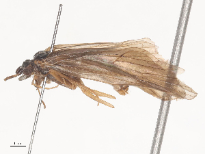  ( - CBG-A45213-H01)  @11 [ ] CreativeCommons - Attribution Share - Alike (2024) CBG Photography Group Centre for Biodiversity Genomics