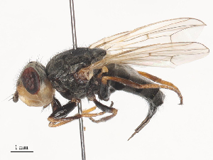  (Tetropismenus - CBG-A45214-H01)  @11 [ ] CreativeCommons - Attribution Share-Alike (2024) CBG Photography Group Centre for Biodiversity Genomics