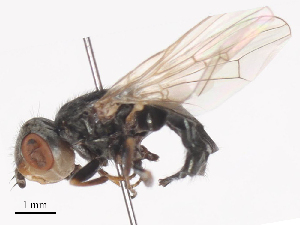  ( - CBG-A45215-A01)  @11 [ ] CreativeCommons - Attribution Share-Alike (2024) CBG Photography Group Centre for Biodiversity Genomics