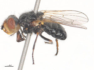  (Tetropismenus - CBG-A46910-E05)  @11 [ ] CreativeCommons - Attribution Share - Alike (2024) CBG Photography Group Centre for Biodiversity Genomics