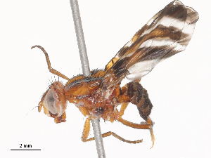  (Tritoxa ra - CBG-A46917-C10)  @11 [ ] CreativeCommons - Attribution Share-Alike (2024) CBG Photography Group Centre for Biodiversity Genomics