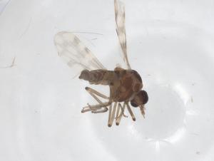  ( - CBG-A50821-B07)  @11 [ ] CreativeCommons - Attribution Share - Alike (2024) Centre for Biodiversity Genomics Centre for Biodiversity Genomics