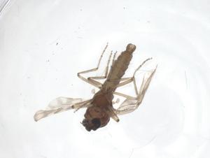  ( - CBG-A50821-H05)  @11 [ ] CreativeCommons - Attribution Share - Alike (2024) Centre for Biodiversity Genomics Centre for Biodiversity Genomics