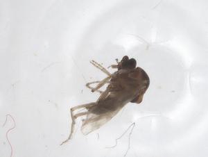  ( - CBG-A50823-F09)  @11 [ ] CreativeCommons - Attribution Share - Alike (2024) Centre for Biodiversity Genomics Centre for Biodiversity Genomics