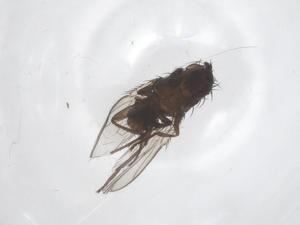  ( - CBG-A50823-F11)  @11 [ ] CreativeCommons - Attribution Share - Alike (2024) Centre for Biodiversity Genomics Centre for Biodiversity Genomics