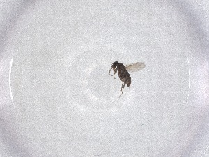  ( - CBG-A47501-E05)  @11 [ ] CreativeCommons - Attribution Share - Alike (2024) Centre for Biodiversity Genomics Centre for Biodiversity Genomics