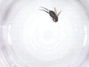  ( - CBG-A47502-C01)  @11 [ ] CreativeCommons - Attribution Share - Alike (2024) Centre for Biodiversity Genomics Centre for Biodiversity Genomics