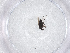  ( - CBG-A47502-E05)  @11 [ ] CreativeCommons - Attribution Share - Alike (2024) Centre for Biodiversity Genomics Centre for Biodiversity Genomics