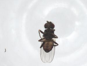  ( - CBG-A47518-E12)  @11 [ ] CreativeCommons - Attribution Share - Alike (2024) Centre for Biodiversity Genomics Centre for Biodiversity Genomics