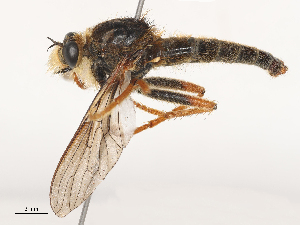  ( - CBG-A48508-C12)  @11 [ ] CreativeCommons - Attribution Share - Alike (2024) CBG Photography Group Centre for Biodiversity Genomics