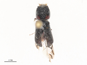  ( - CBG-A51864-C02)  @11 [ ] CreativeCommons - Attribution Share - Alike (2024) CBG Photography Group Centre for Biodiversity Genomics