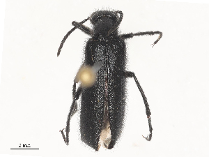  ( - CBG-A51917-C06)  @11 [ ] CreativeCommons - Attribution Share - Alike (2024) CBG Photography Group Centre for Biodiversity Genomics