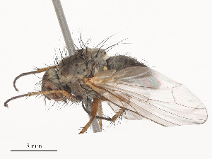  ( - CBG-A51917-D12)  @11 [ ] CreativeCommons - Attribution Share - Alike (2024) CBG Photography Group Centre for Biodiversity Genomics