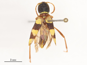  (Neoclytus provoanus - CBG-A51925-B05)  @11 [ ] CreativeCommons - Attribution Share - Alike (2024) CBG Photography Group Centre for Biodiversity Genomics