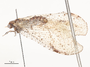  ( - CBG-A51925-F04)  @11 [ ] CreativeCommons - Attribution Share - Alike (2024) CBG Photography Group Centre for Biodiversity Genomics