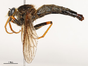  ( - CBG-A51928-D01)  @11 [ ] CreativeCommons - Attribution Share - Alike (2024) CBG Photography Group Centre for Biodiversity Genomics