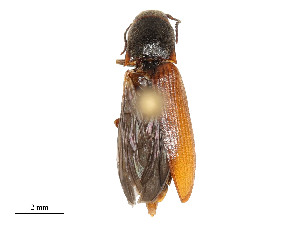  ( - CBG-A51994-B11)  @11 [ ] CreativeCommons - Attribution Share - Alike (2024) CBG Photography Group Centre for Biodiversity Genomics
