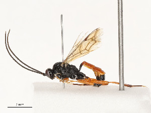  ( - CBG-A51994-D12)  @11 [ ] CreativeCommons - Attribution Share - Alike (2024) CBG Photography Group Centre for Biodiversity Genomics