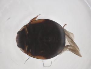  ( - CBG-A52682-A07)  @11 [ ] CreativeCommons - Attribution Share - Alike (2024) Centre for Biodiversity Genomics Centre for Biodiversity Genomics