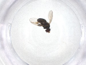  ( - CBG-A52938-C01)  @11 [ ] CreativeCommons - Attribution Share - Alike (2024) Centre for Biodiversity Genomics Centre for Biodiversity Genomics