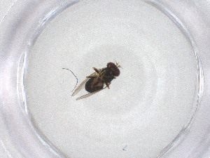  ( - CBG-A52938-E06)  @11 [ ] CreativeCommons - Attribution Share - Alike (2024) Centre for Biodiversity Genomics Centre for Biodiversity Genomics