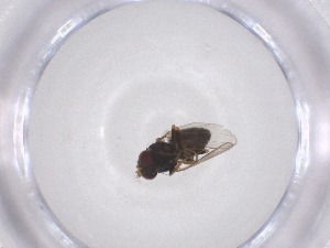  ( - CBG-A52939-E10)  @11 [ ] CreativeCommons - Attribution Share - Alike (2024) Centre for Biodiversity Genomics Centre for Biodiversity Genomics