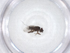  ( - CBG-A52941-E11)  @11 [ ] CreativeCommons - Attribution Share - Alike (2024) Centre for Biodiversity Genomics Centre for Biodiversity Genomics
