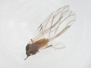  ( - CBG-A52963-B12)  @11 [ ] CreativeCommons - Attribution Share - Alike (2024) Centre for Biodiversity Genomics Centre for Biodiversity Genomics