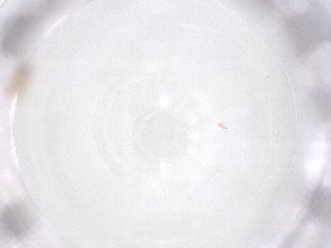  ( - CBG-A53456-A02)  @11 [ ] CreativeCommons - Attribution Share - Alike (2024) Centre for Biodiversity Genomics Centre for Biodiversity Genomics