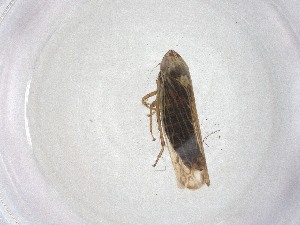  ( - CBG-A53462-A10)  @11 [ ] CreativeCommons - Attribution Share - Alike (2024) Centre for Biodiversity Genomics Centre for Biodiversity Genomics
