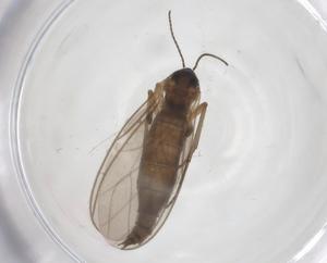  ( - CBG-A53469-H03)  @11 [ ] CreativeCommons - Attribution Share - Alike (2024) Centre for Biodiversity Genomics Centre for Biodiversity Genomics