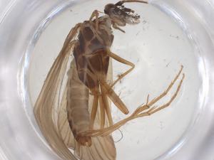  ( - CBG-A53470-B03)  @11 [ ] CreativeCommons - Attribution Share - Alike (2024) Centre for Biodiversity Genomics Centre for Biodiversity Genomics