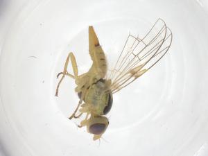  (Neaspilota viridescens - CBG-A53492-H11)  @11 [ ] CreativeCommons - Attribution Share - Alike (2024) Centre for Biodiversity Genomics Centre for Biodiversity Genomics