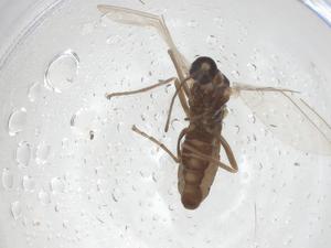  ( - CBG-A53506-H02)  @11 [ ] CreativeCommons - Attribution Share - Alike (2024) Centre for Biodiversity Genomics Centre for Biodiversity Genomics