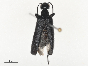  ( - CBG-A53613-A02)  @11 [ ] CreativeCommons - Attribution Share - Alike (2024) CBG Photography Group Centre for Biodiversity Genomics