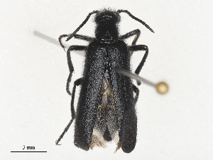  ( - CBG-A53613-A03)  @11 [ ] CreativeCommons - Attribution Share - Alike (2024) CBG Photography Group Centre for Biodiversity Genomics