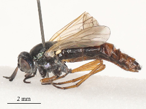  (Chromolepida - CBG-A53614-E10)  @11 [ ] CreativeCommons - Attribution Share - Alike (2024) CBG Photography Group Centre for Biodiversity Genomics